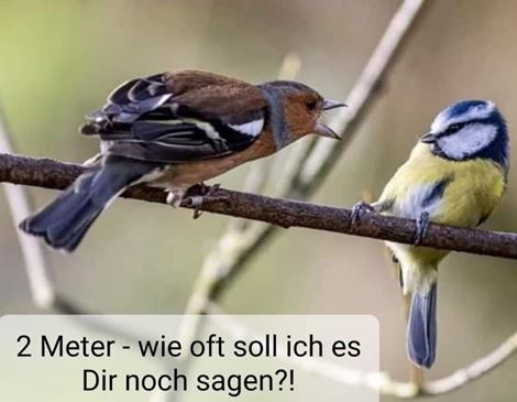 Vögel auf Abstand.JPG